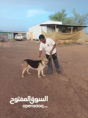  1 ثلاثة كلاب للبيع