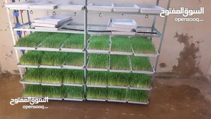  11 استنبات شعير  شعير مستنبت Sprouted   صواني استنبات شعير Barley germination barley