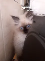  2 قطط همالايا عمر 3 أشهر
