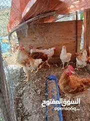  4 لوهمان براون