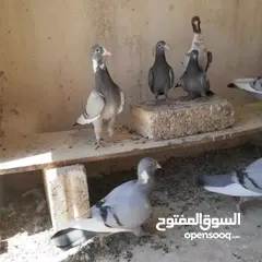  2 فراخ ومخالفي