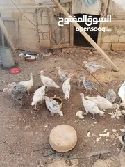  6 دجاح رومي حبش