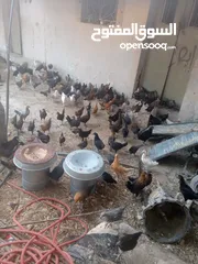  4 فراخ بلدي عمر شهرين ونص مطعمات جميع التطعيمات اي بي ولقاح ونيونكسل