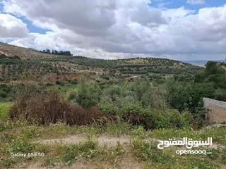  25 اغتنم الفرصة مزرعة مميزة مروية على نبع الماء في القنية اتوستراد جرش الزرقاء ما شاء الله بسم الله