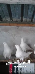  3 حمام فرنسي جامبو كيرنو