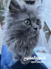  3 British longhair برتش لونج هير