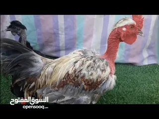  5 ابحث عن دجاج حبحب عماني  وكذلك دجاج بو عنيق