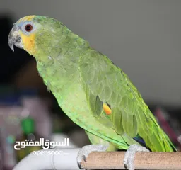  1 ما شاء الله  ببغاء اورنج وينج امزوني مع قفص كبير
