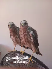  1 جوز صقور باشق(باز) للبيع السعر خاص