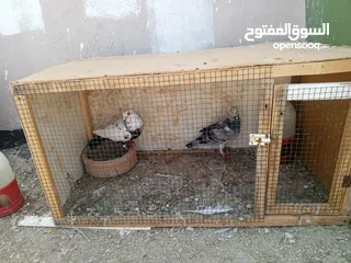  3 جوز كشامره مع فراخهن مع القن والمشربيه للبيع ب12دينار