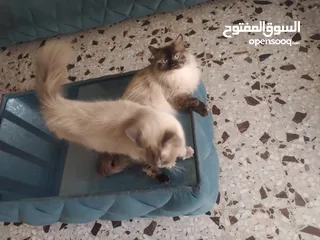  3 قطط همالايا