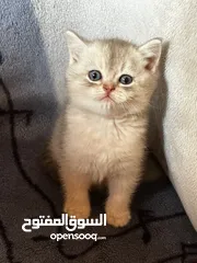  1 ماشاء الله تبارك الله كتنز سكوتش ستريت للبيع،،،،،،،،،،،،،،،،،..................