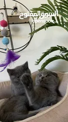  2 The Scottish Fold and Straight Blue are very high standard