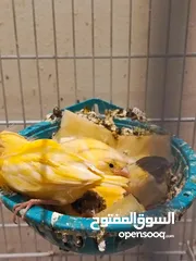  9 طيره جزريه مع اربع فراخ  وطيره صفرا مع 5فراخ