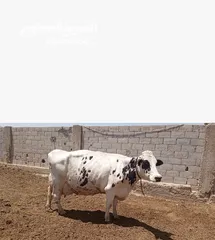  4 موجود بقر أضاحي  اوزان ثقيلة  موجود اوزان وسط