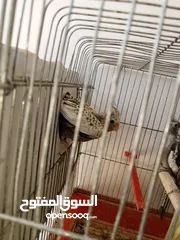  13 لعشاق الزق اليدوي