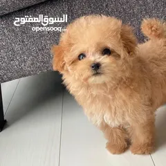  3 Poodle Puppy