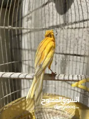  7 فحل وطيرتين للبيع
