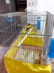  1 جوز كنار مخاليف