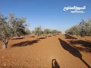  14 مادبا ماعين ارض زراعية مميزة عليها مزرعة زيتون جاهزة واصل جميع الخدمات مساحتها 4500 م