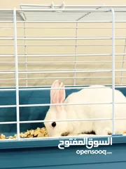  7 Selling a Dwarf Rex Mix Rabbit
