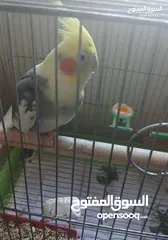  6 جوز كوكتيل للبيع مع قفص 4 معالف