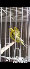 8 متاح 3 ازواج وذكرين تكساس