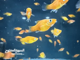  4 عرض ناار حوض سمك حجم وسط مع 3 سمكات