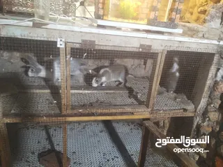  6 ارانب للبيع  كوم 8 حبات عمرهم شهرين ونص للتواصل  ع الواتس اب
