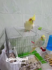  4 ذكر كوكتيل لاتينو ثوب كامل حجم جامبو عمر سنتين ونصف نصف أليف يصفر تصفيرات كتيرة جاهز للتزاوج