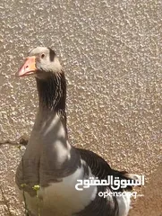  6 جوز وز حجم جامبو للبيع او للبدل على جاج بياض او ارانب موجود في جرش