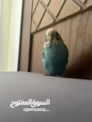  4 طائر حب نادر أليف  A rare love bird