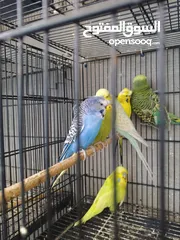  5 متاح جوز حب طفرات