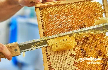  19 عسل طبيعي بلدي ومستورد وجميع منتجات النحل الاخرى