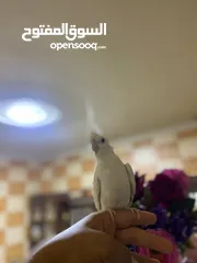  1 انثى كوكتيل البينو عين حمرا اليف ولعوب وهادي وشغاله جوز روز شغلات واليفات امنتيجات عندي وذكر روزاليف