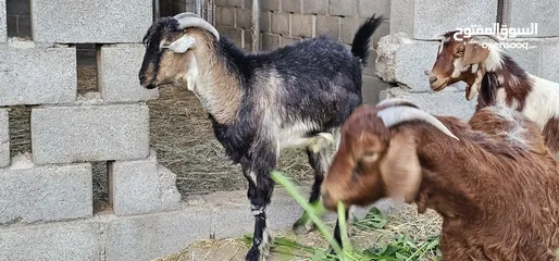  2 جدايا عمانيات مخصايات ذبايح ما شاء الله فوول سمنه اقرا الوصف