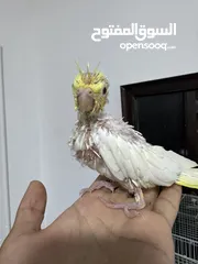  3 ‏فراخ طيور كوكتيل