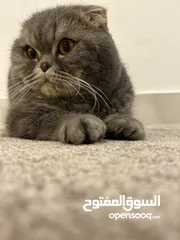  3 قطو ذكر للبيع