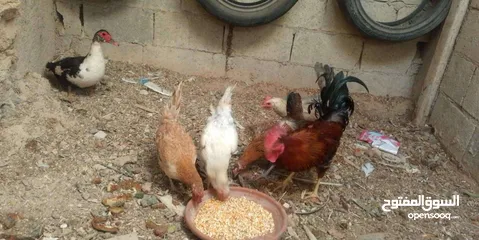  5 جاج بلدي بياض