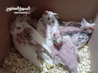  11 كوكتيل فالو وايت فيس