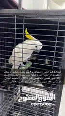  1 للبيع ببغاء كوكاتو يحب العب ويحب الرقص ويتكلم