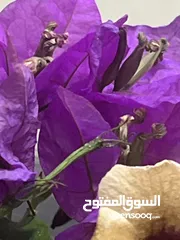  3 غرفة برايڤت لشخص