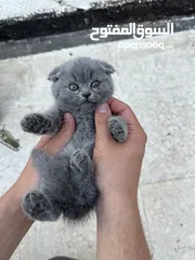  6 قطط سكوتش فولد بيور عمر شهر ونص