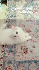  12 Cute Persian and friendly kittins