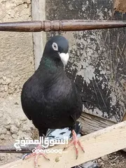  22 كوم حمام حوالي من 35 إلى 40 طير  للبيع