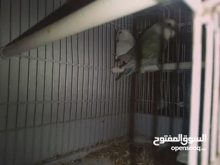  5 بركاديلو وباقلينو الله يبارك