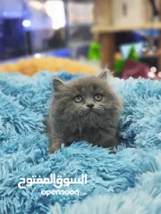  1 قطط بريتش الي بالصورة ذكر العمر شهرين شوف الريلز ، قبل ما يروح عليك العرض