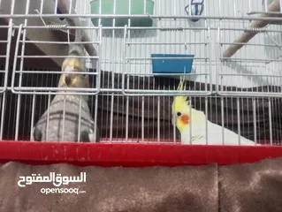  4 زوج كوكتيل للبيع