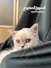  1 قطة سكوتش ستريت للبيع