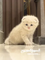 1 مجموعة قطط سكوتش فولد و ستريت مميزة للبيع